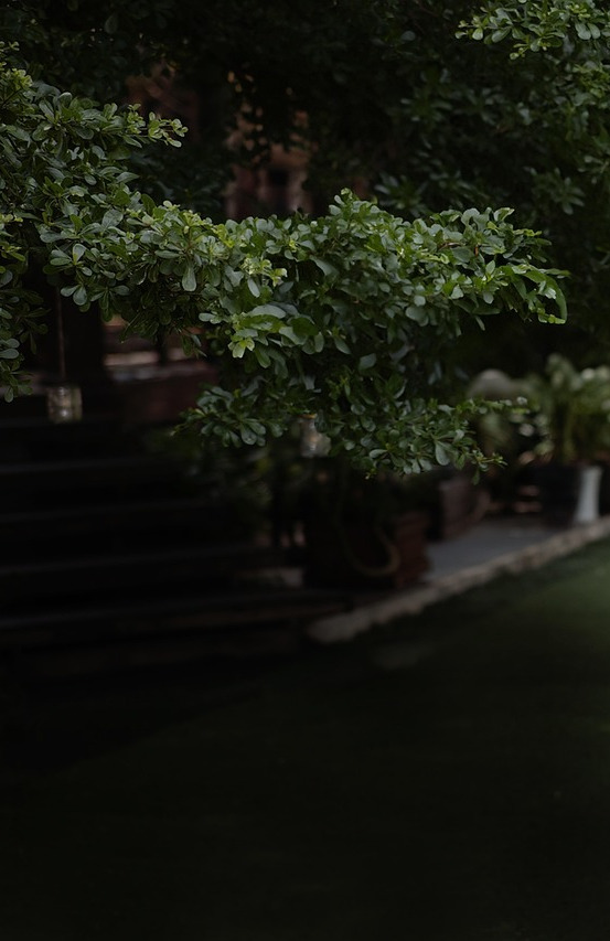 bride groom portrait